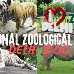 Delhi Zoo: Open or Closed Today? A Complete Guide to Timings and Ticket Prices