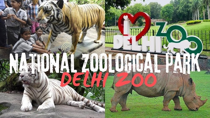 Delhi Zoo: Open or Closed Today? A Complete Guide to Timings and Ticket Prices